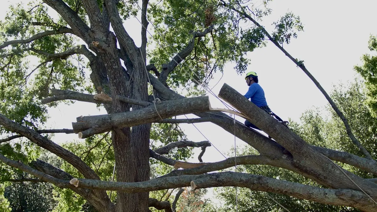 Professional Hazardous Tree Removal performed by certified arborists in Winfred