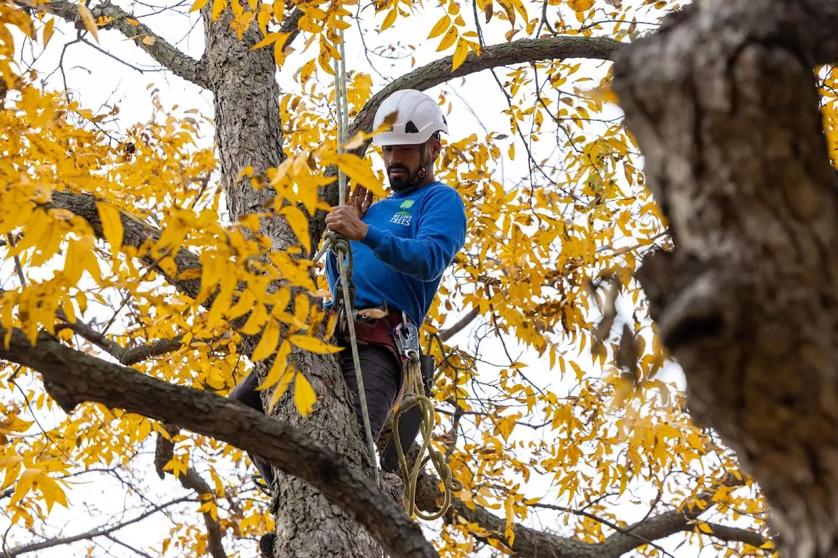 Skilled Dead Tree Removal crew working in Winfred